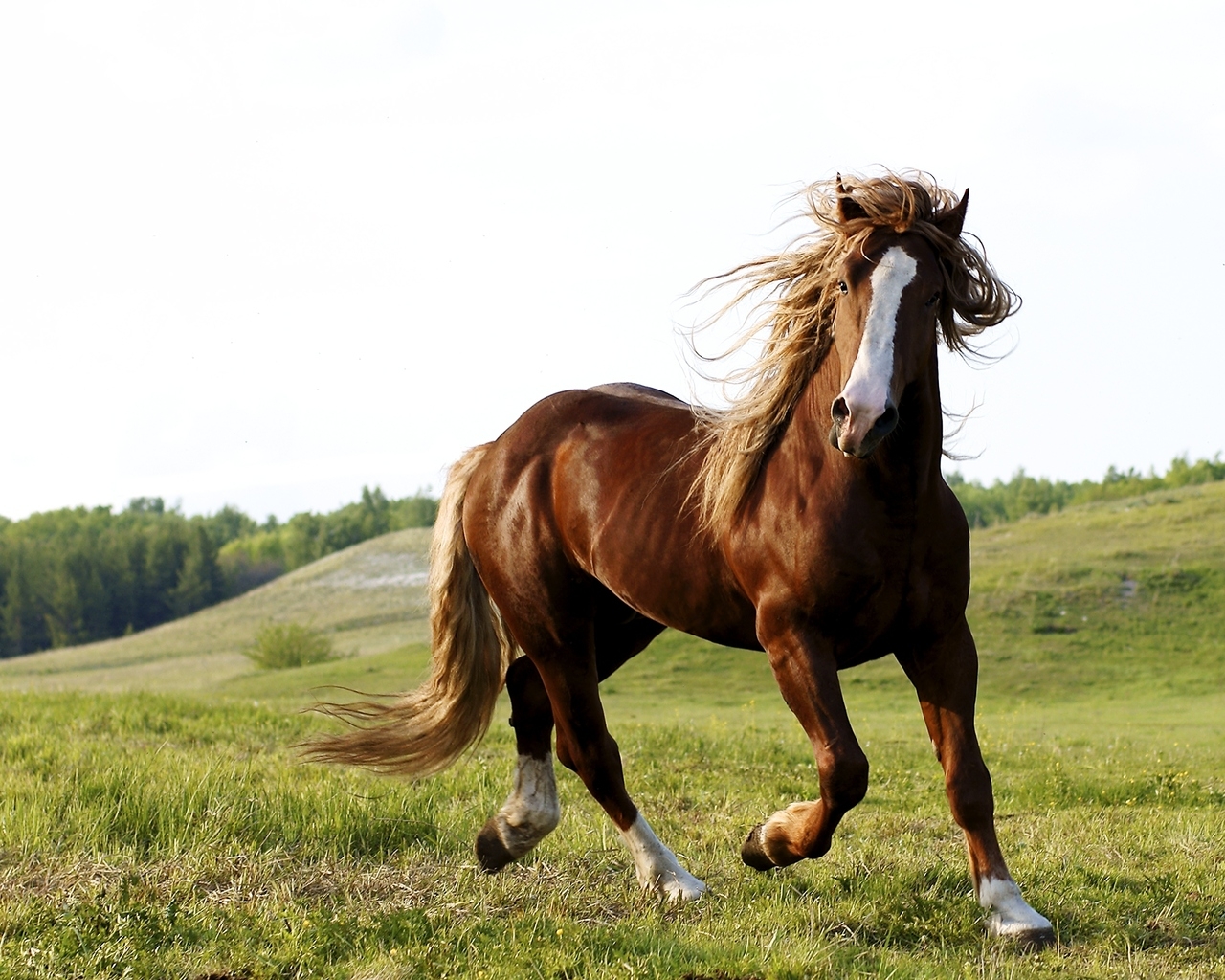 Скачущий конь