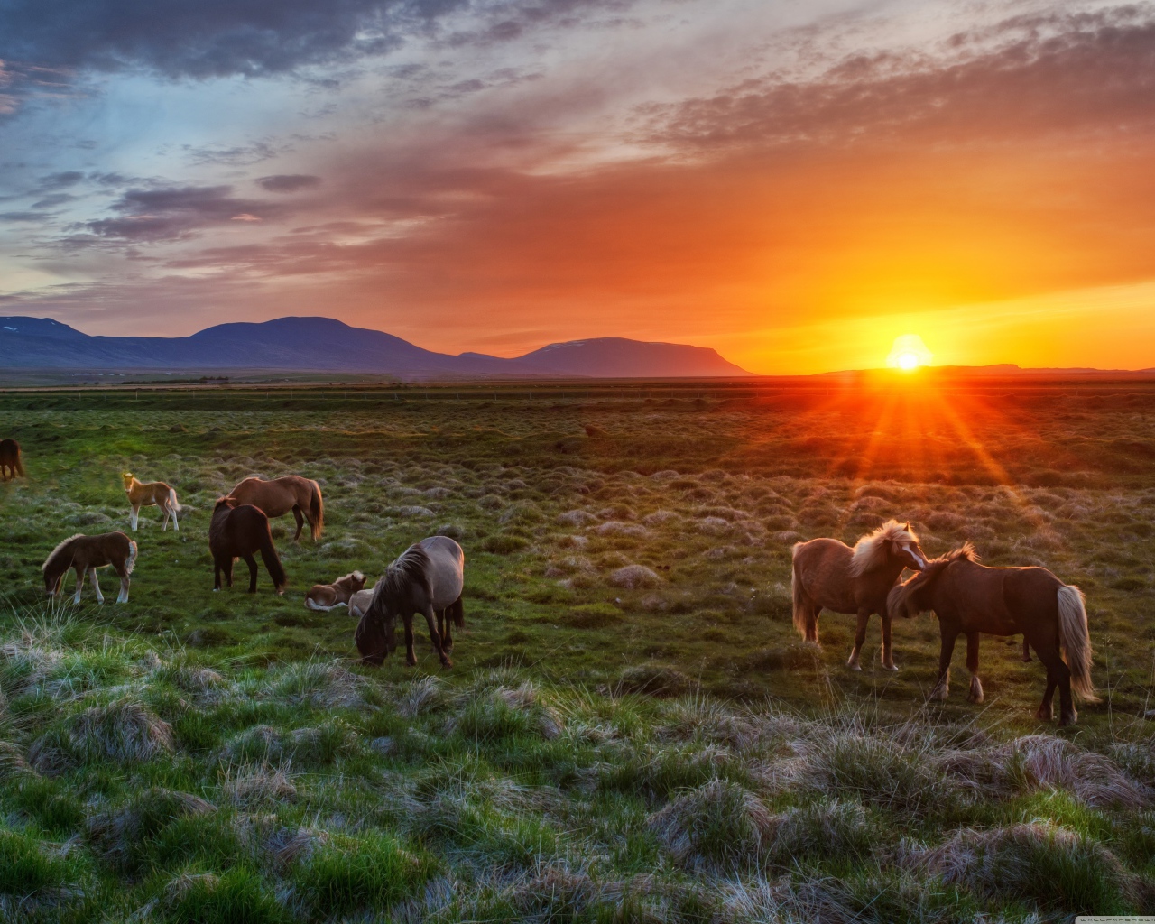 Дикие лошади на рассвете