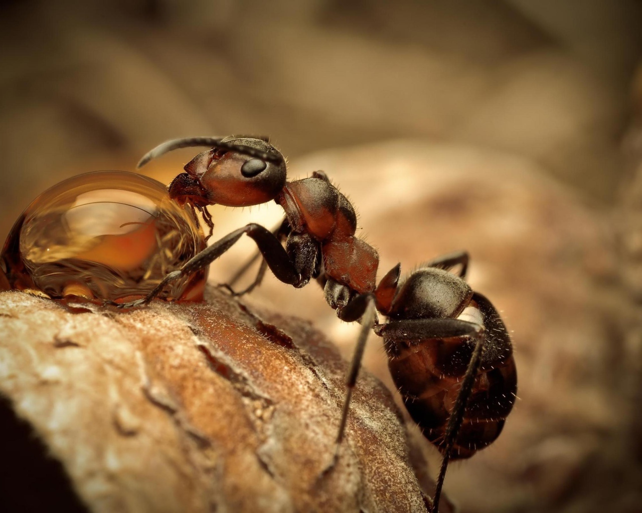 Муравей на охоте