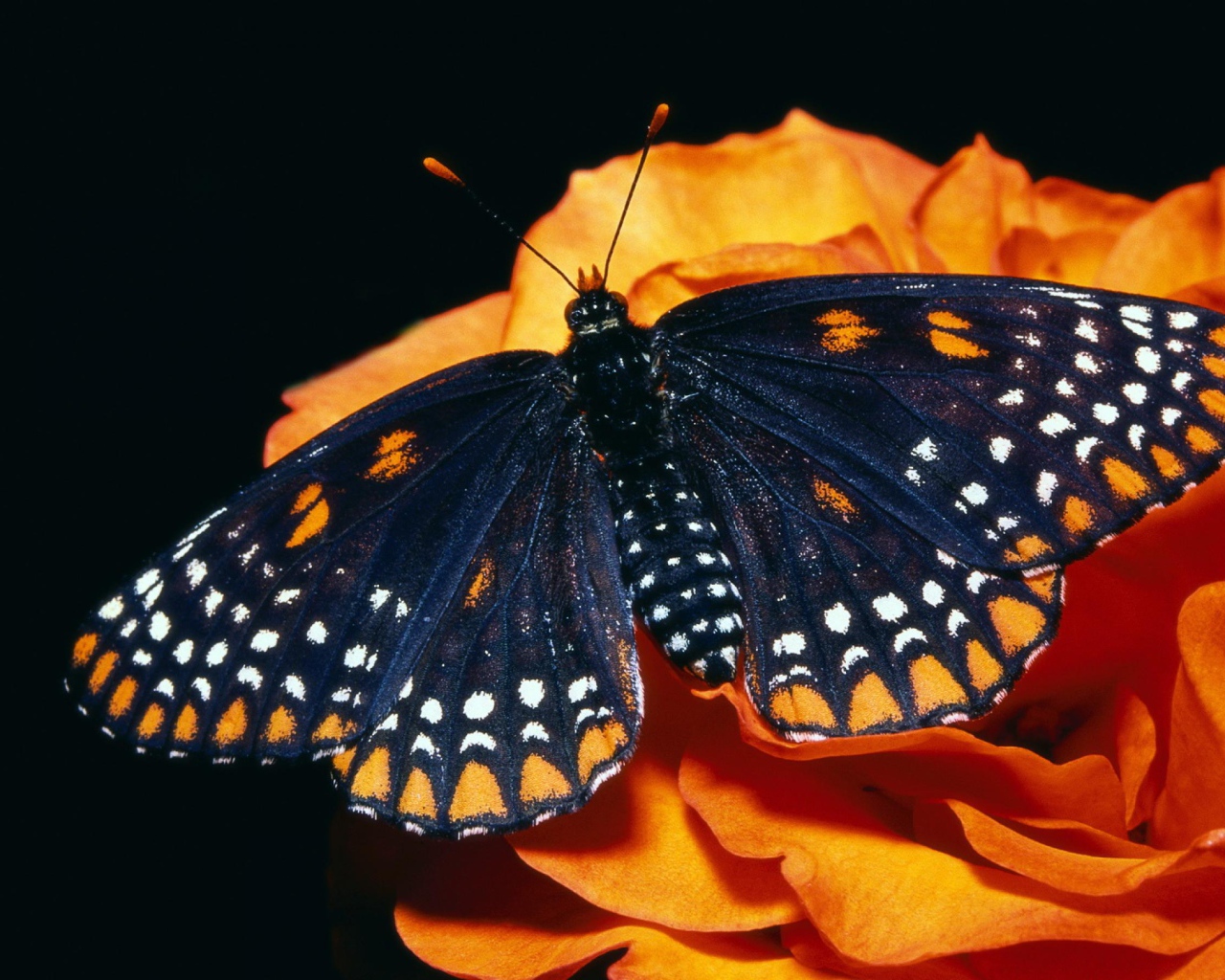 Черная бабочка