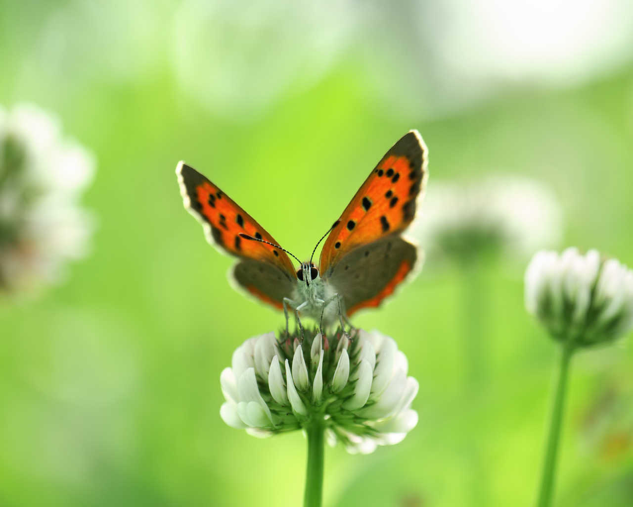 Бабочка и клевер