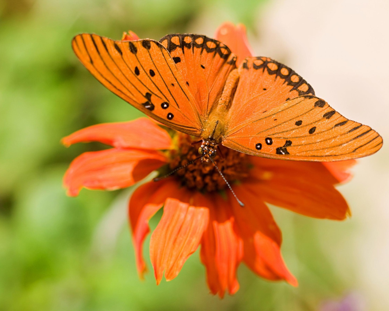 Бабочка и цветок