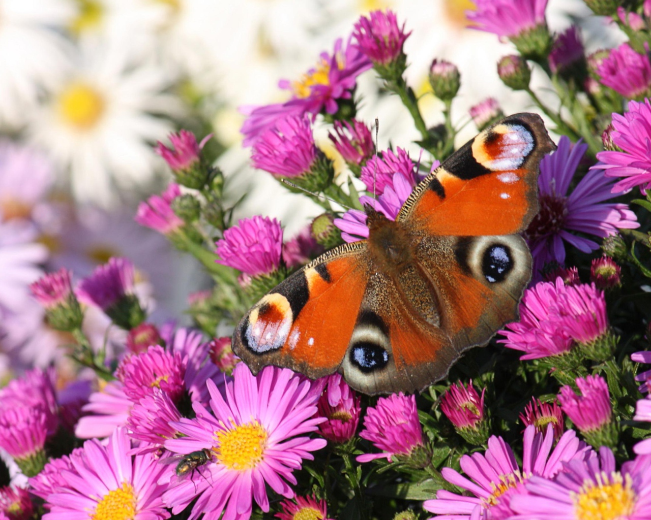 Бабочка и розовые цветы