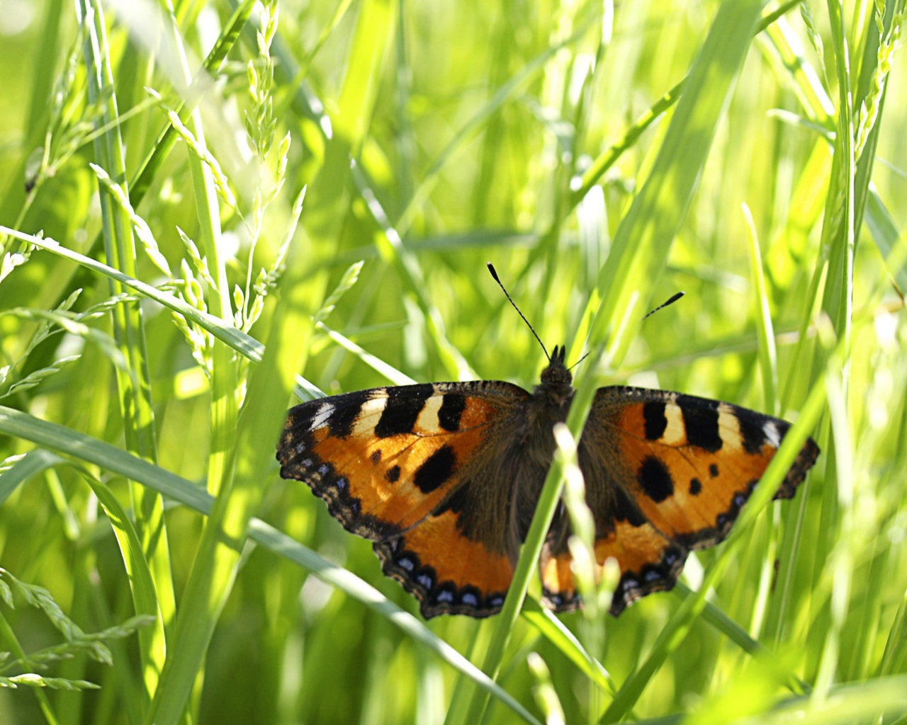Бабочка в траве