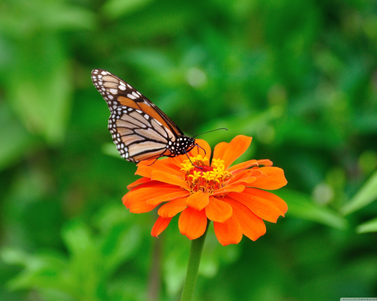 Бабочка на оранжевом цветке