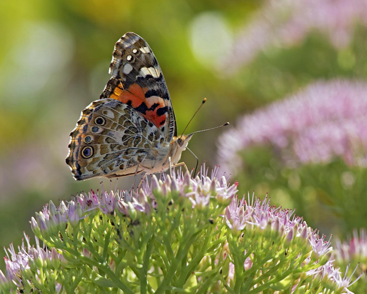 Бабочка на поле