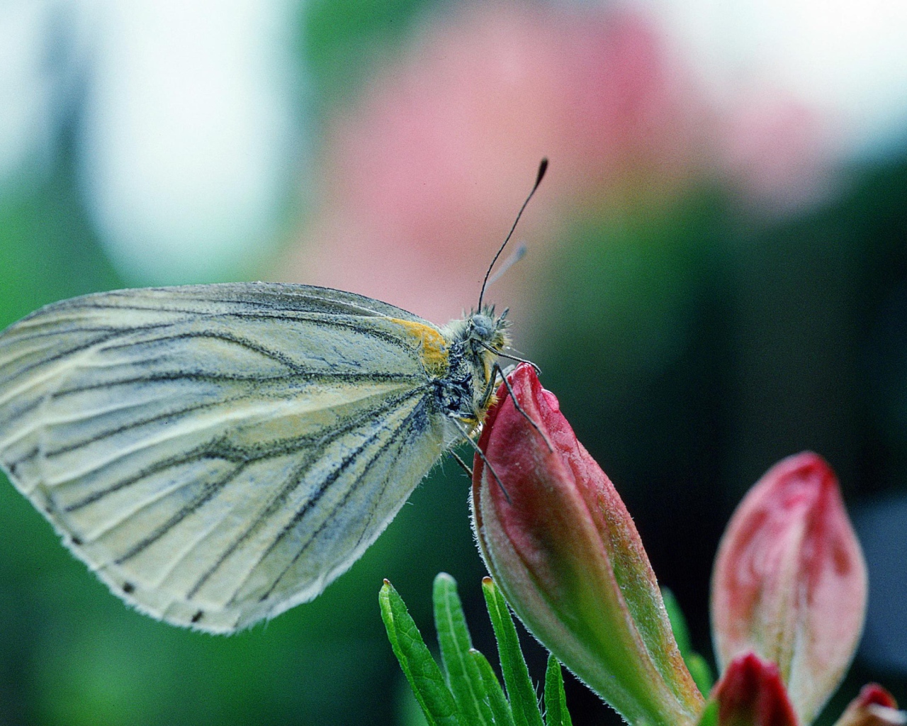 Бабочка у цветка
