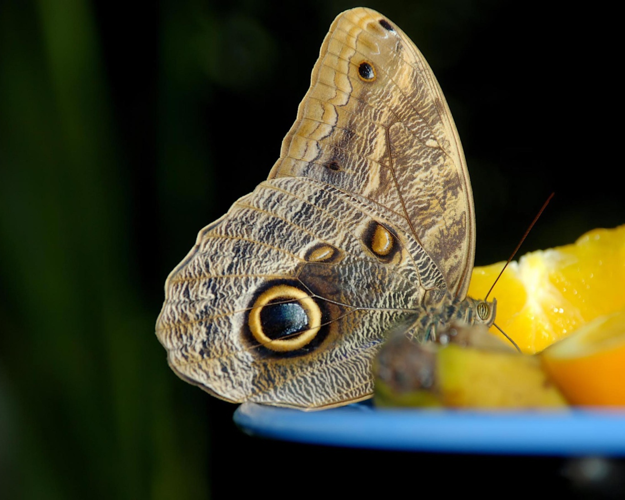 Бабочка с глазом