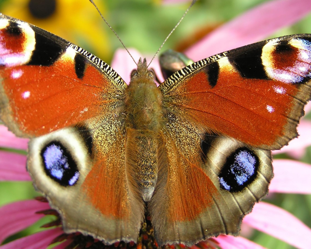 Летящая бабочка