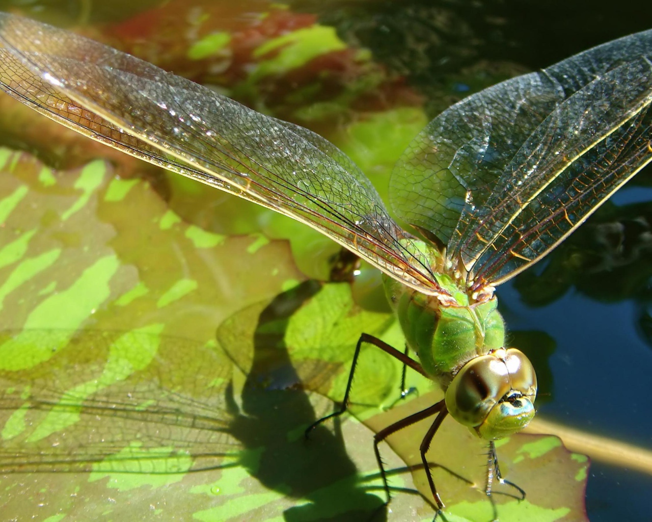 Полет стрекозы