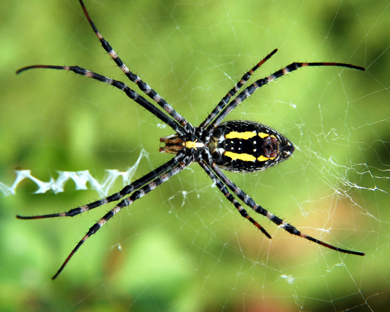 Паук на паутине