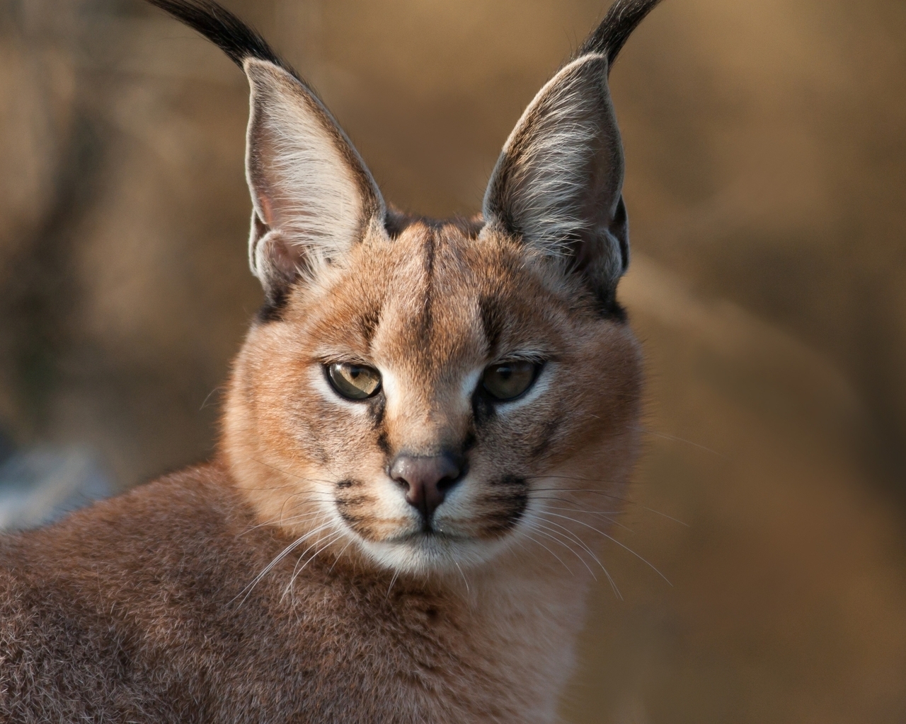 Дикий каракал