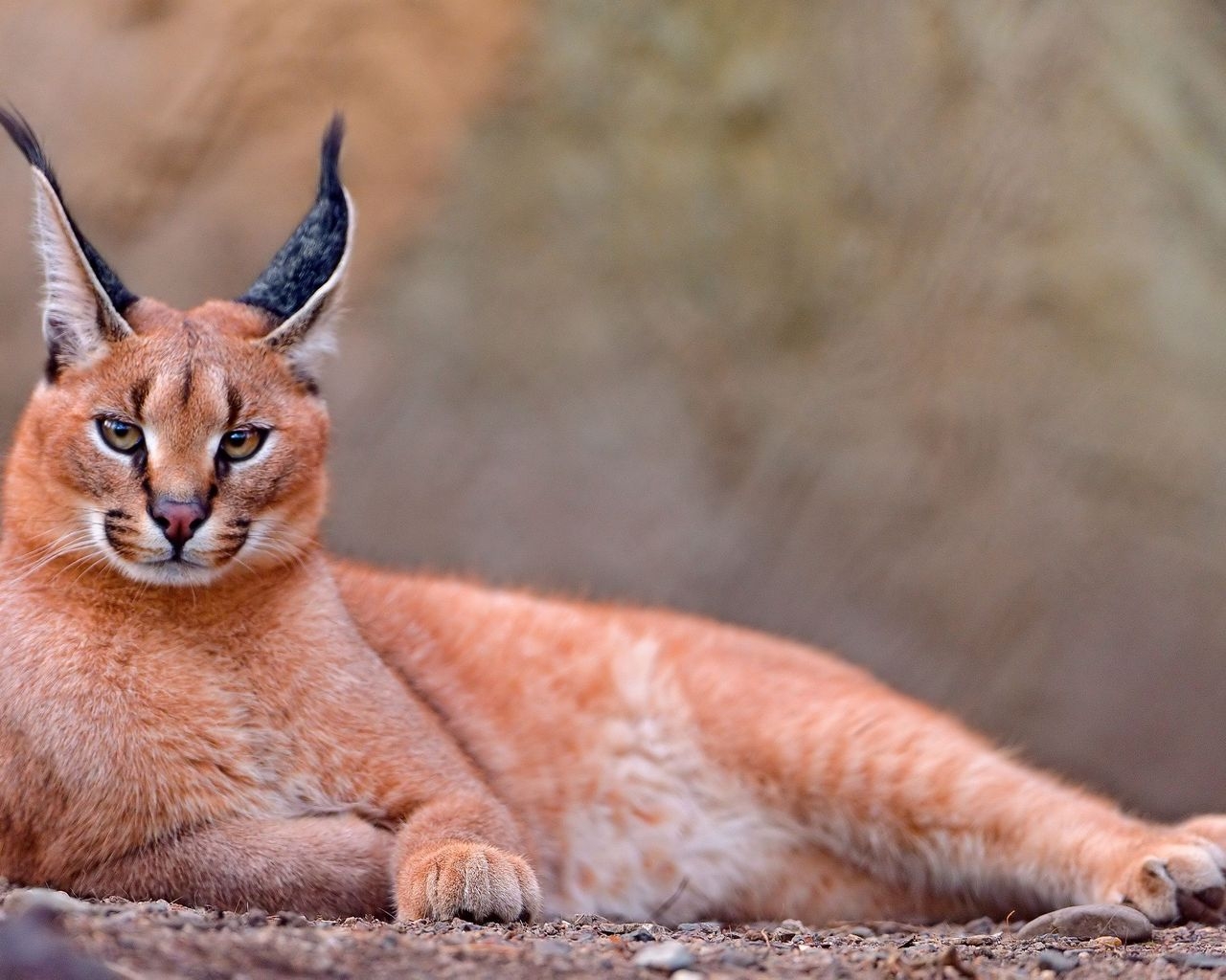 Степная рысь