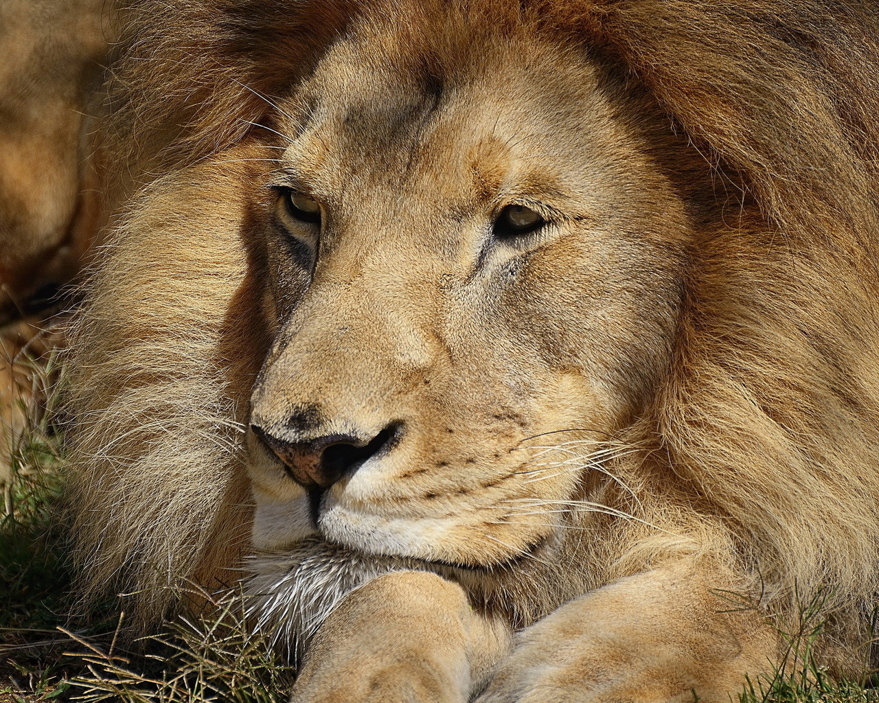 Царь зверей