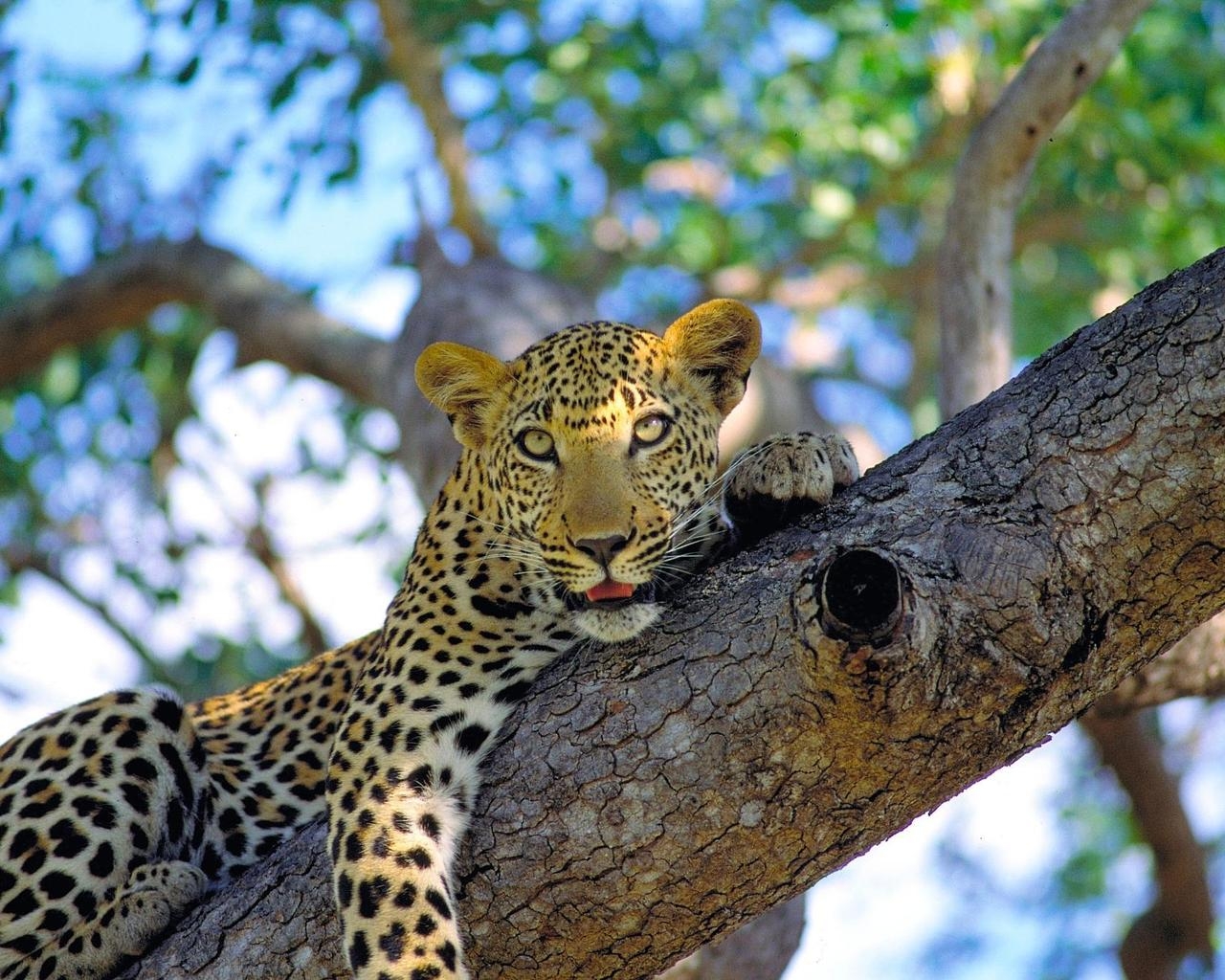 Леопард на ветке