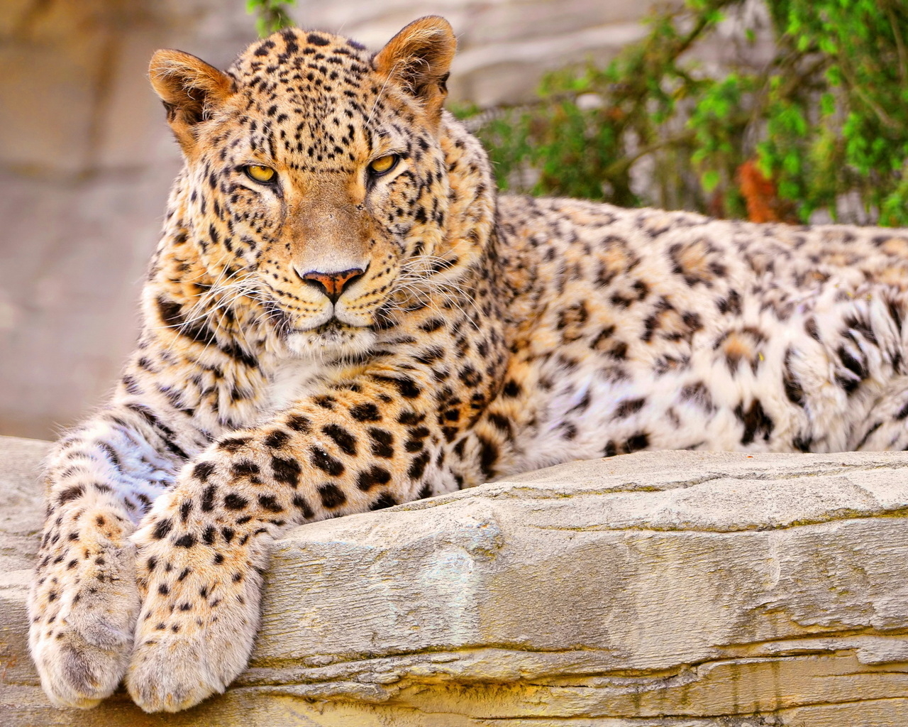 Леопард на камне