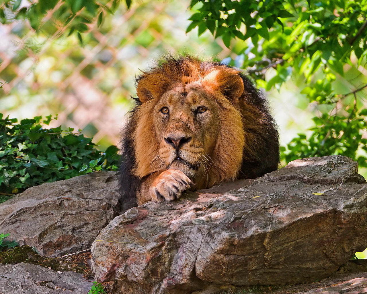 Лев за камнем