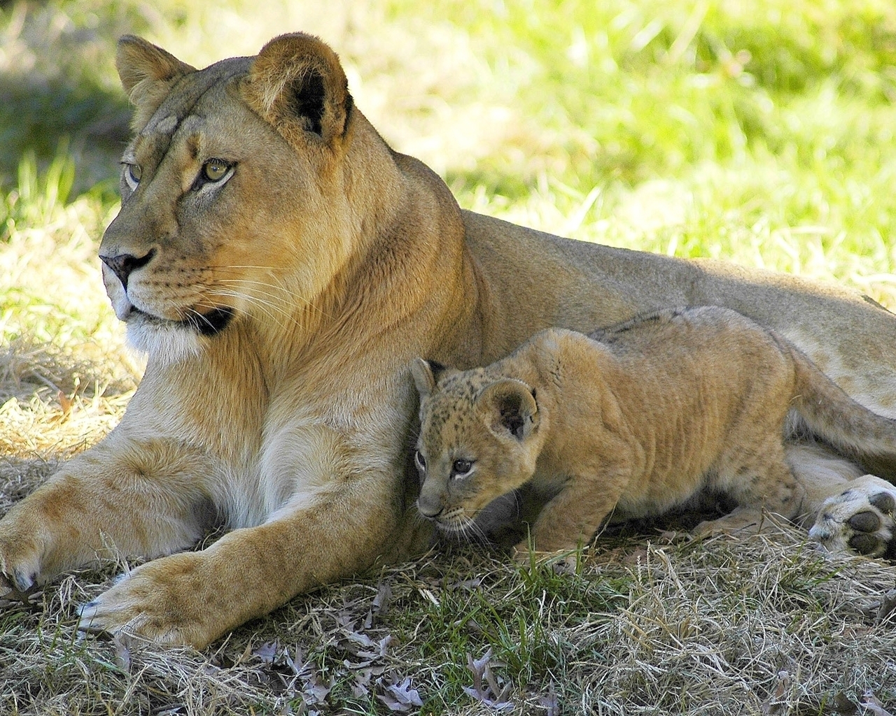 Львица и малыш