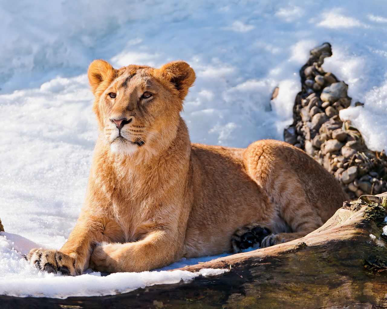 Львица на снегу