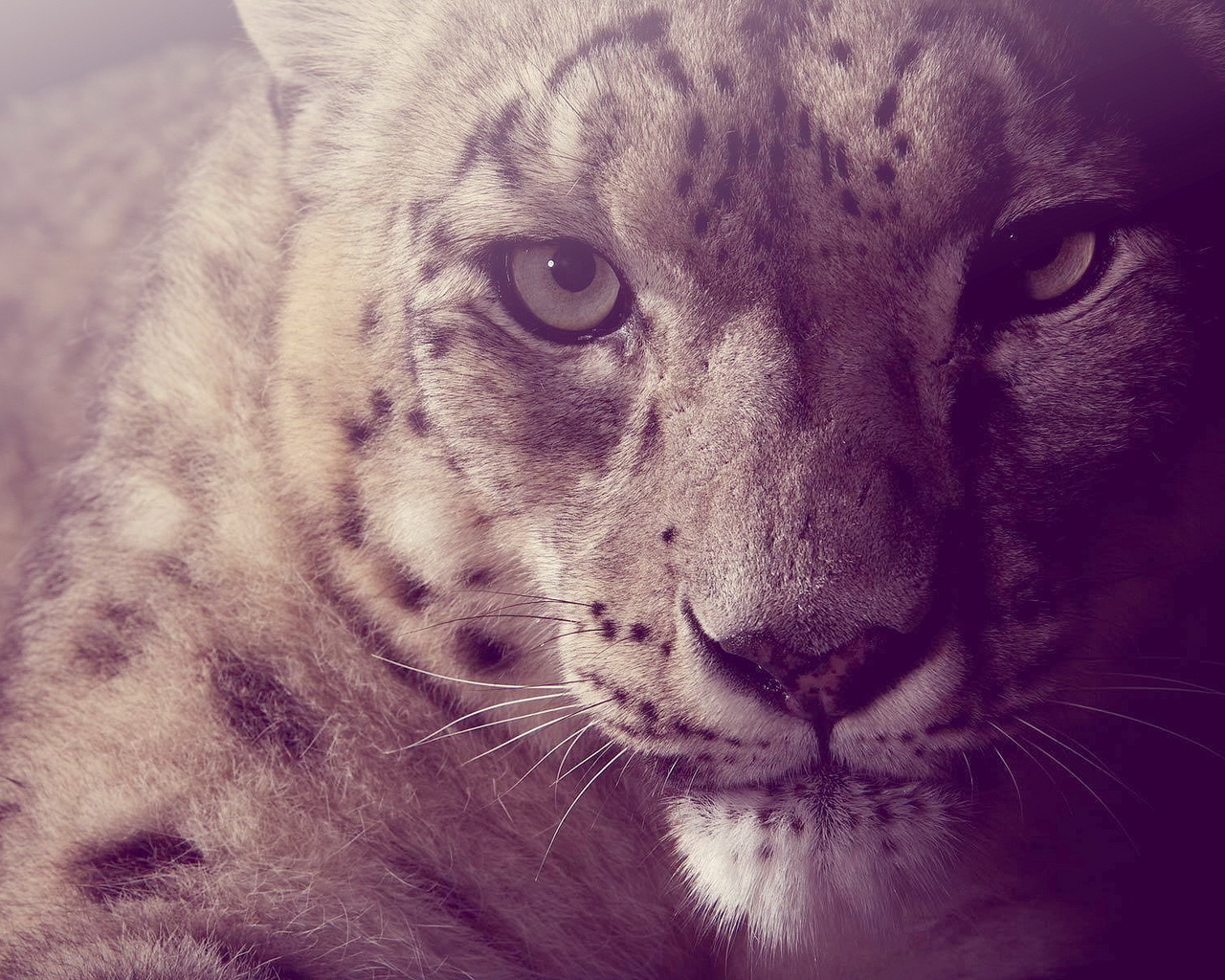 Взгляд снежного барса