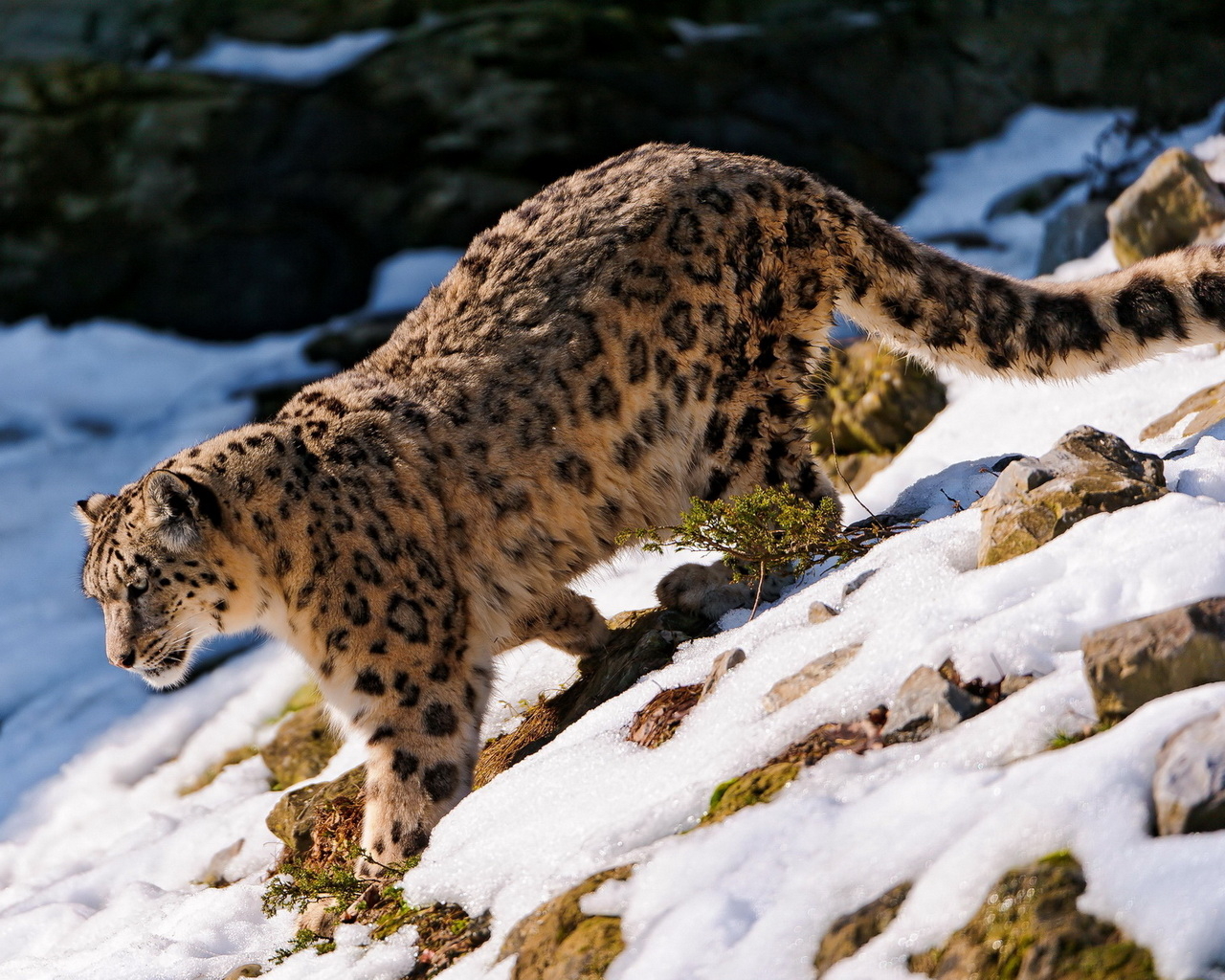 Хищная кошка