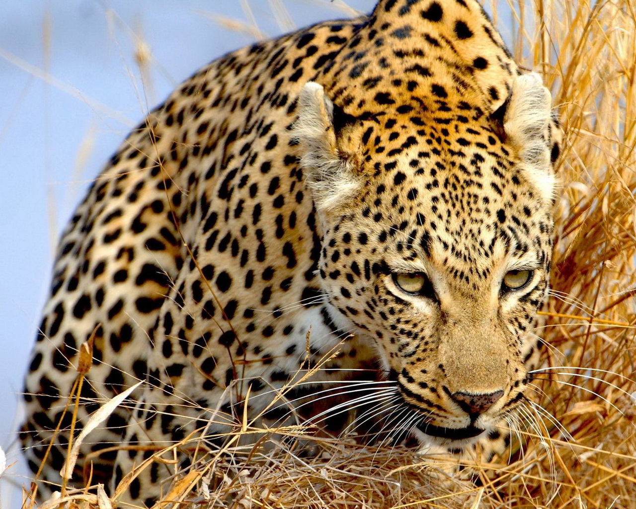 Крадущийся леопард