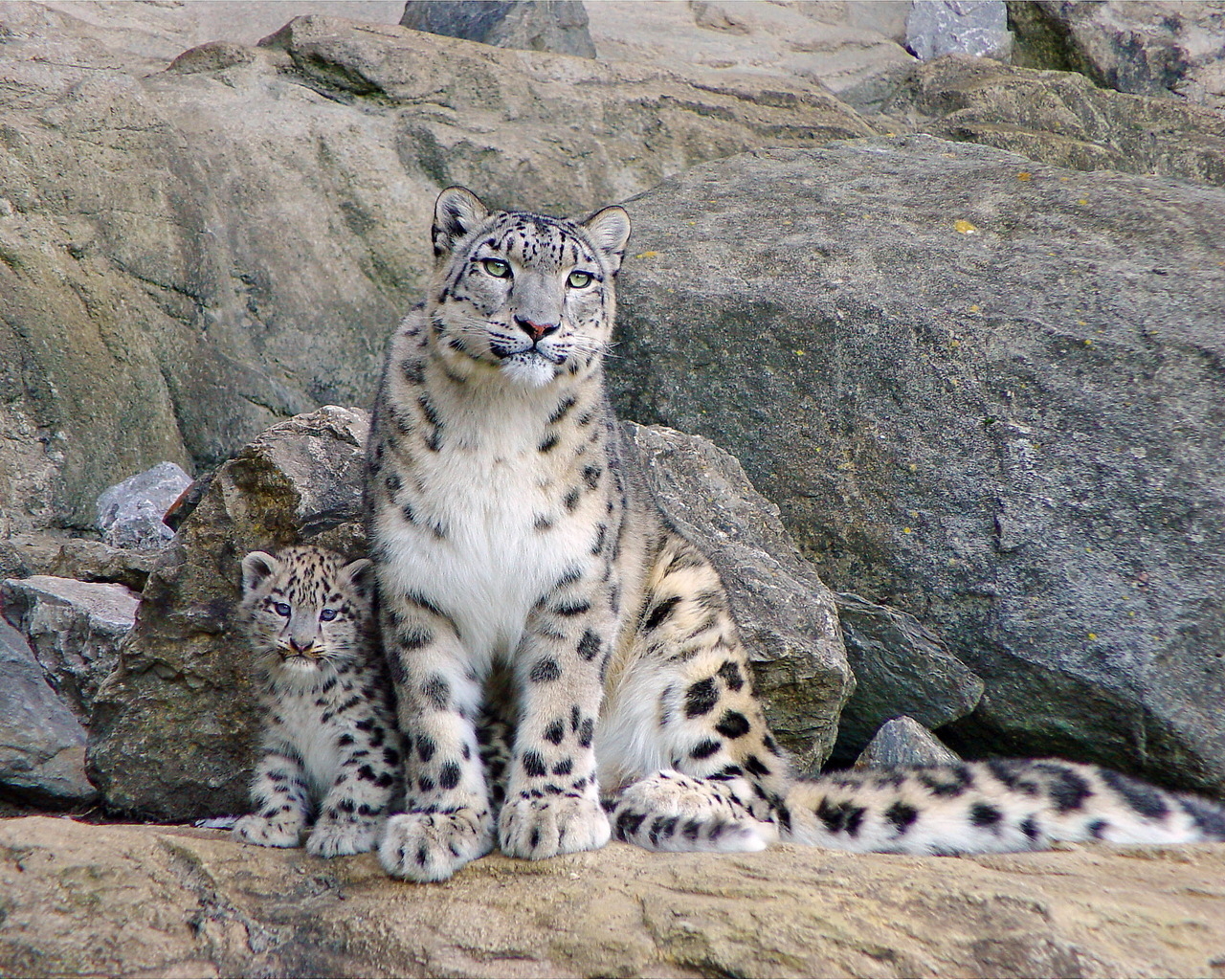 Снежный барс и котенок