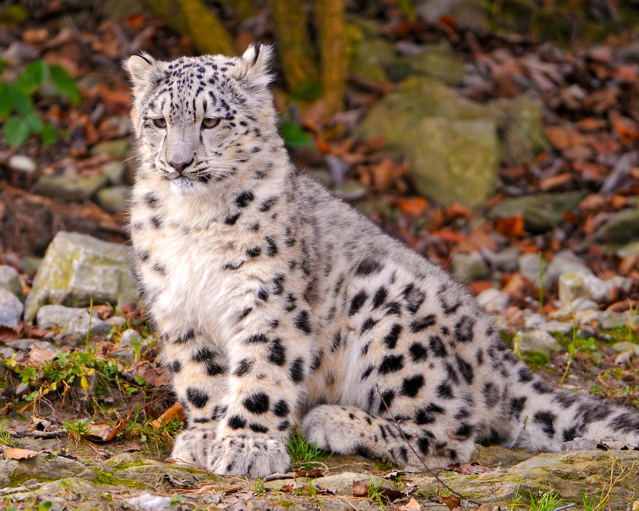 Котенок снежного барса