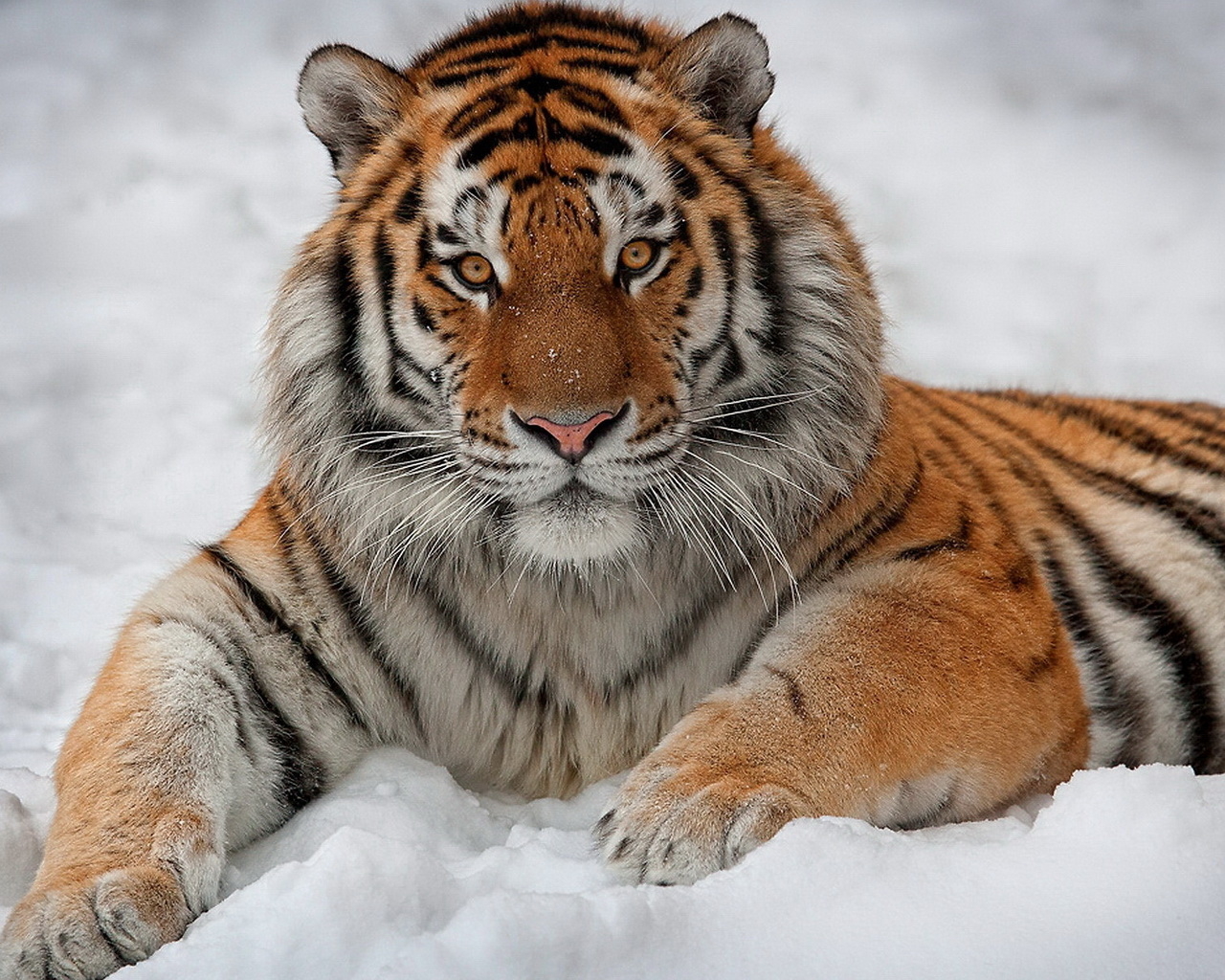 Тигр на снегу