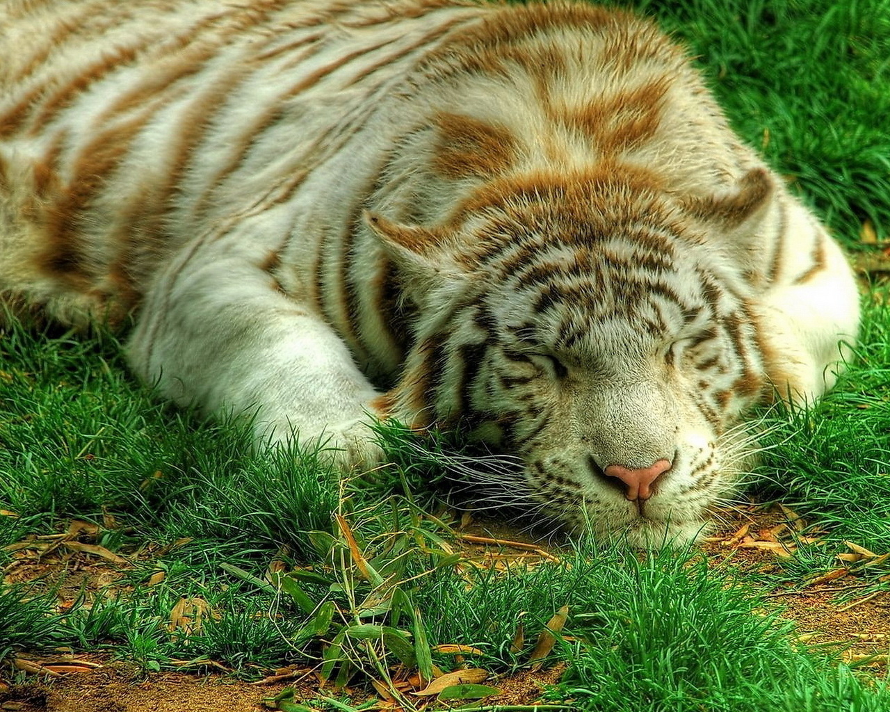 Белый тигр на траве