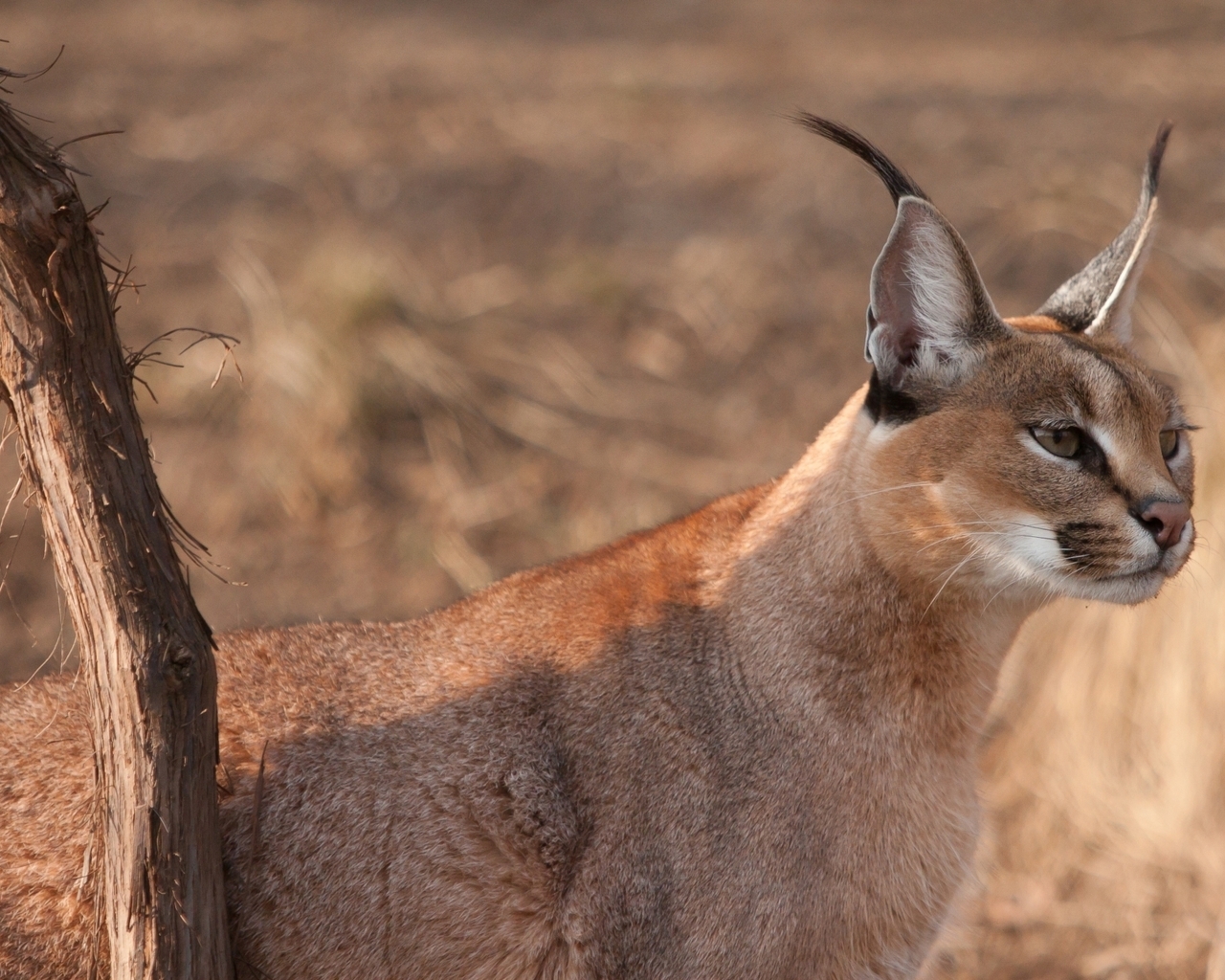 Дикая кошка