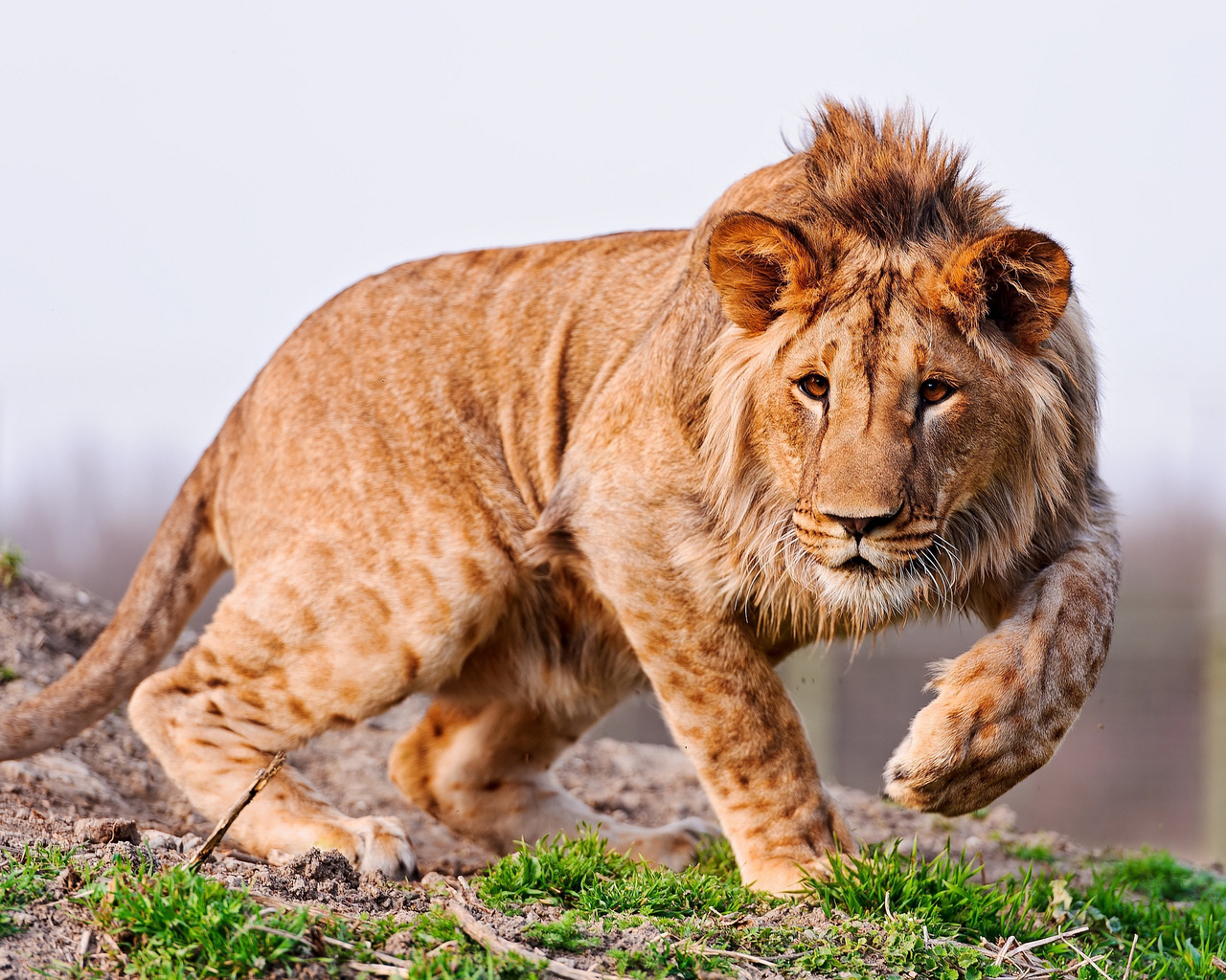 Молодой лев