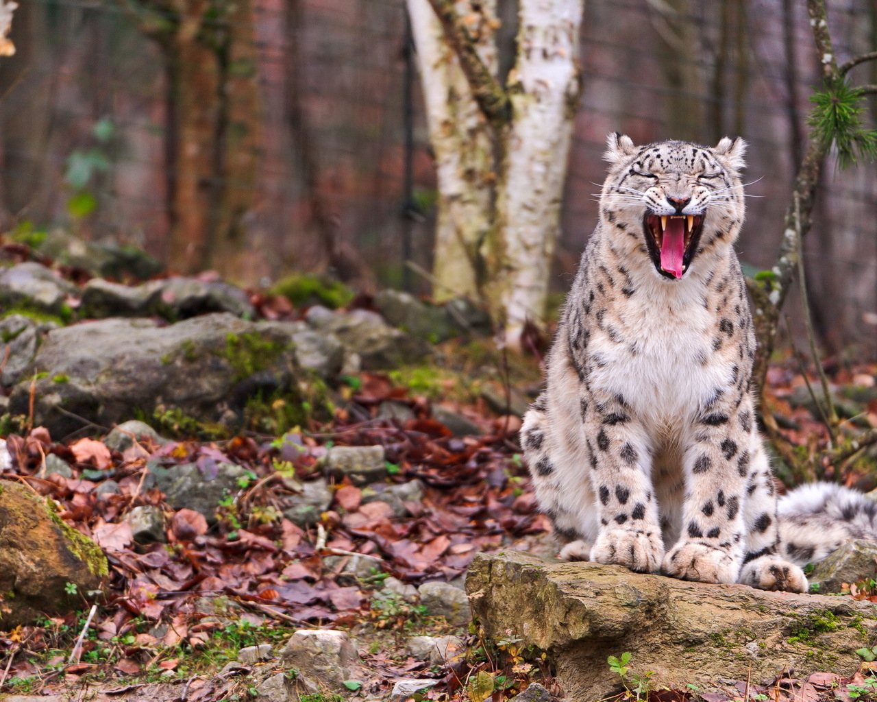 Свирепый ирбис