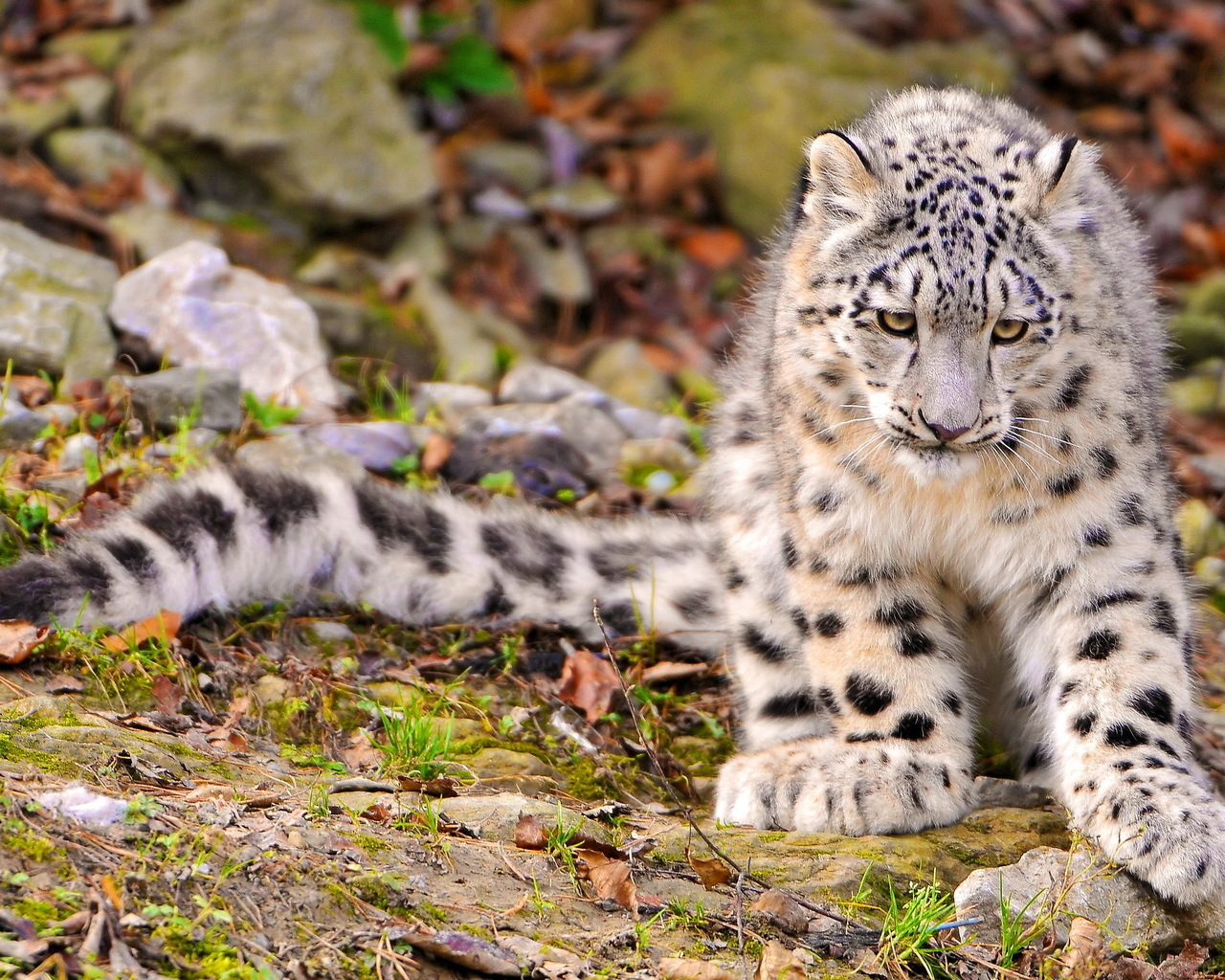 Снежный барс