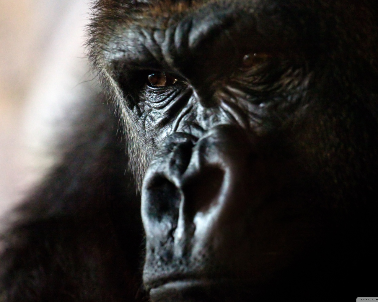 Злая горилла