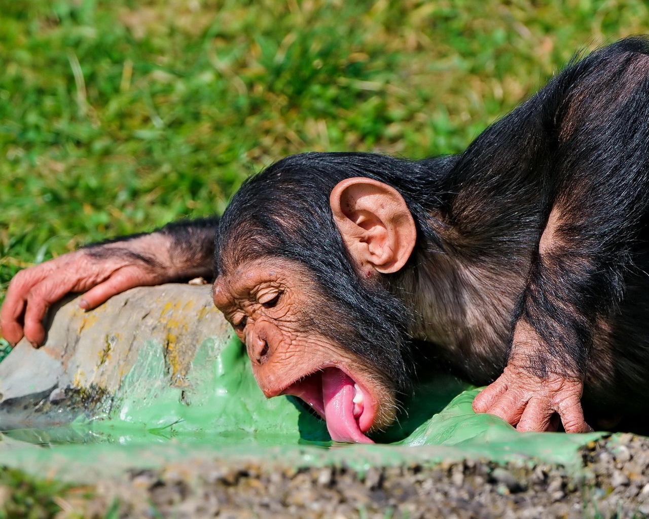 Пьющая обезьяна