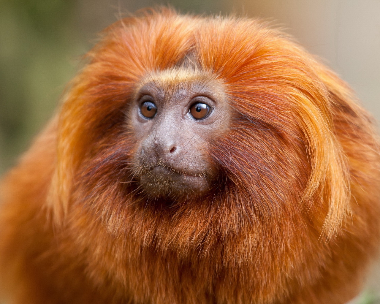 Рыжая обезьяна