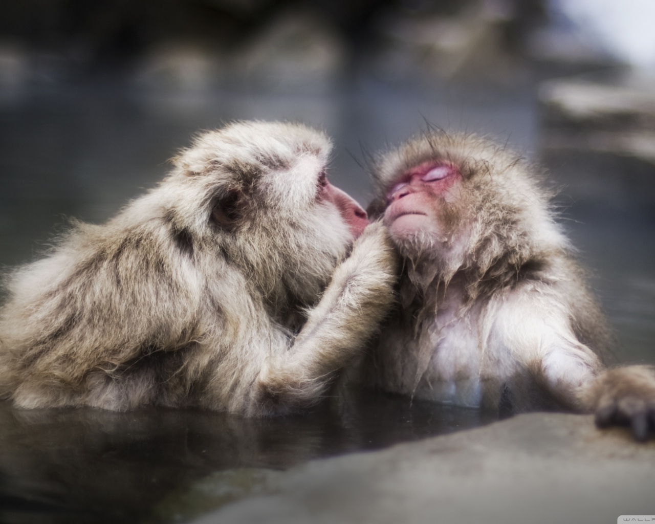 Целующие обезьяны