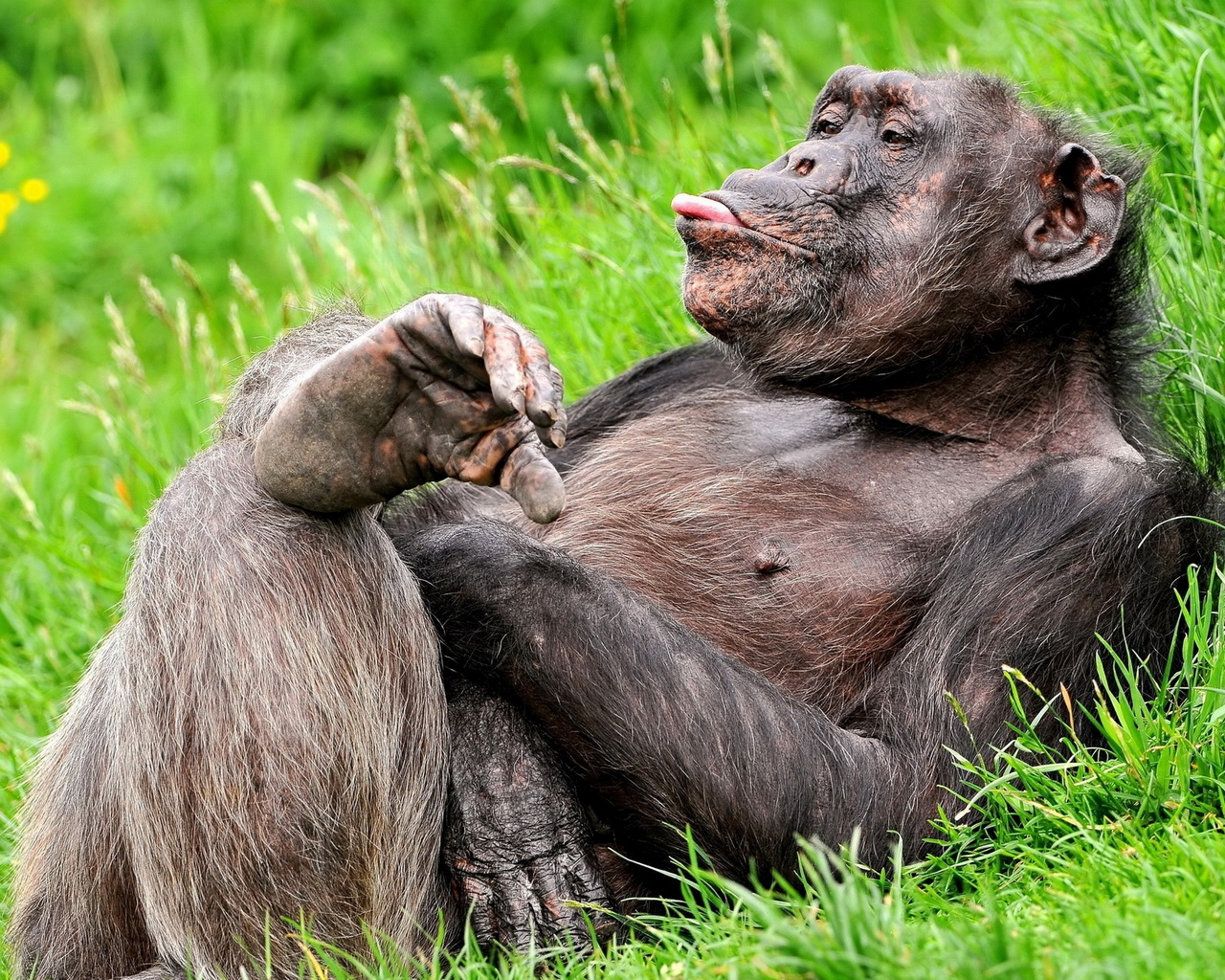 Обезьяна на траве