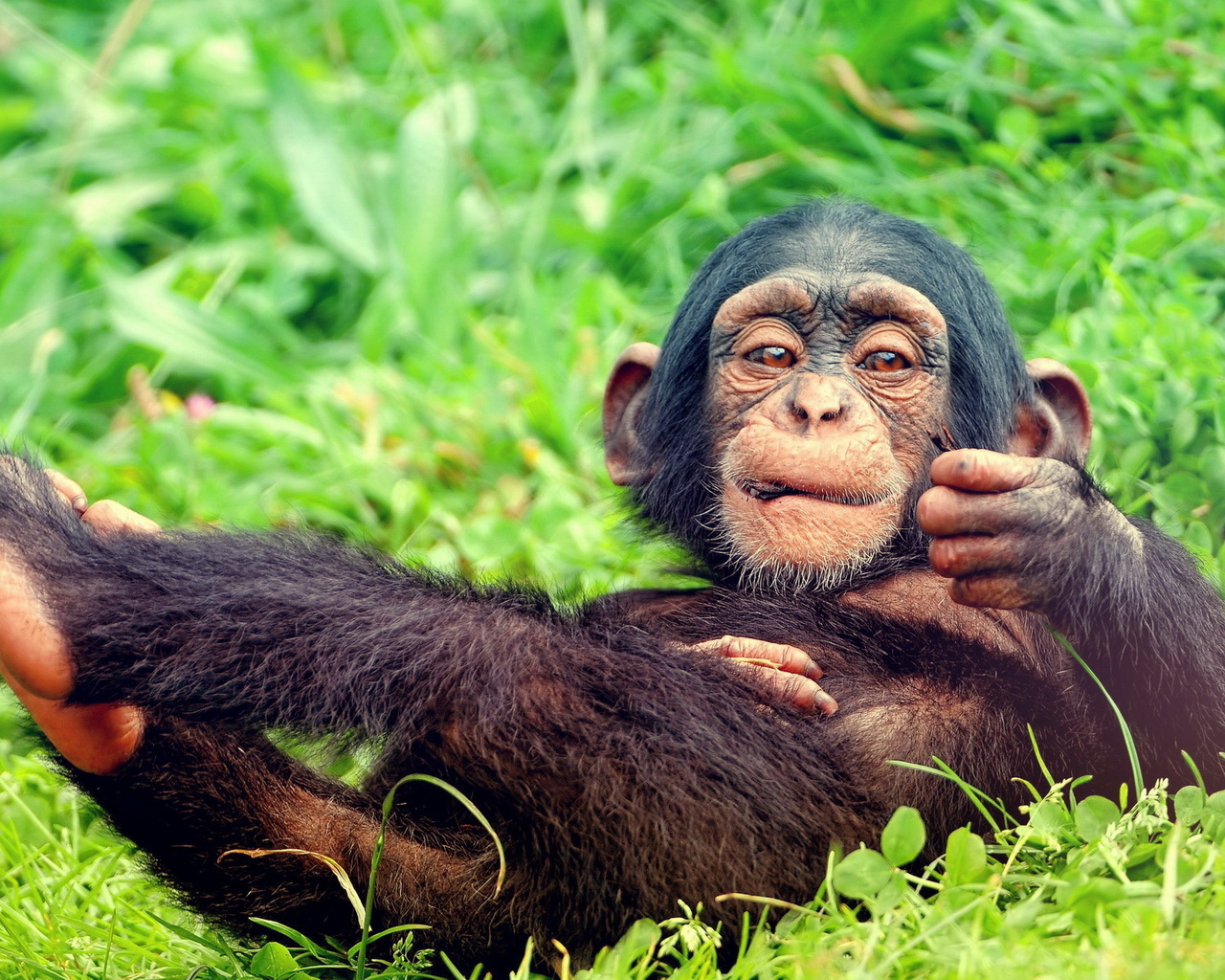 Мартышка на траве