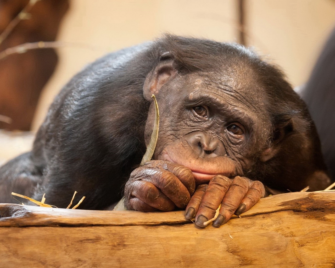 Грустная обезьяна