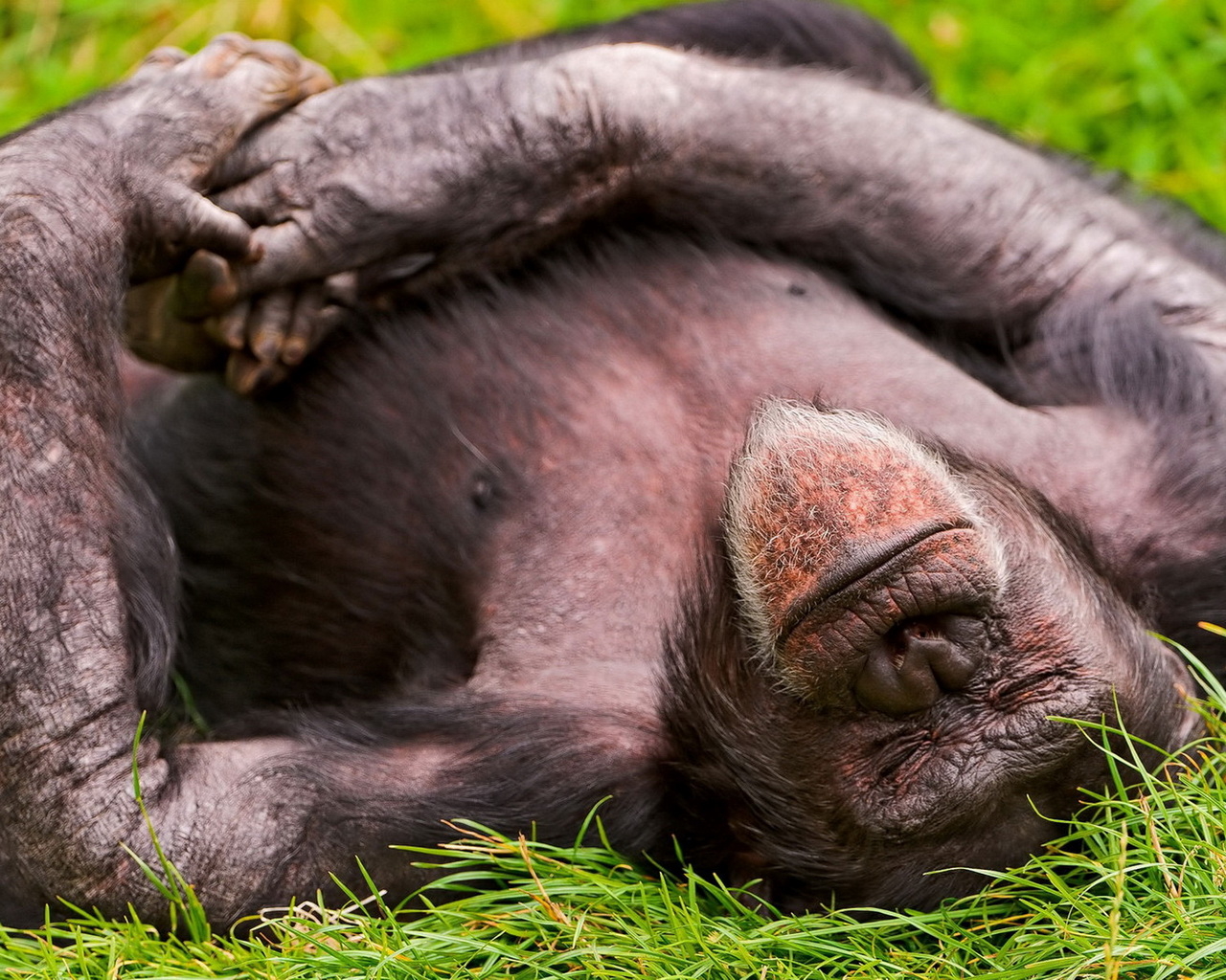 Спящая обезьяна