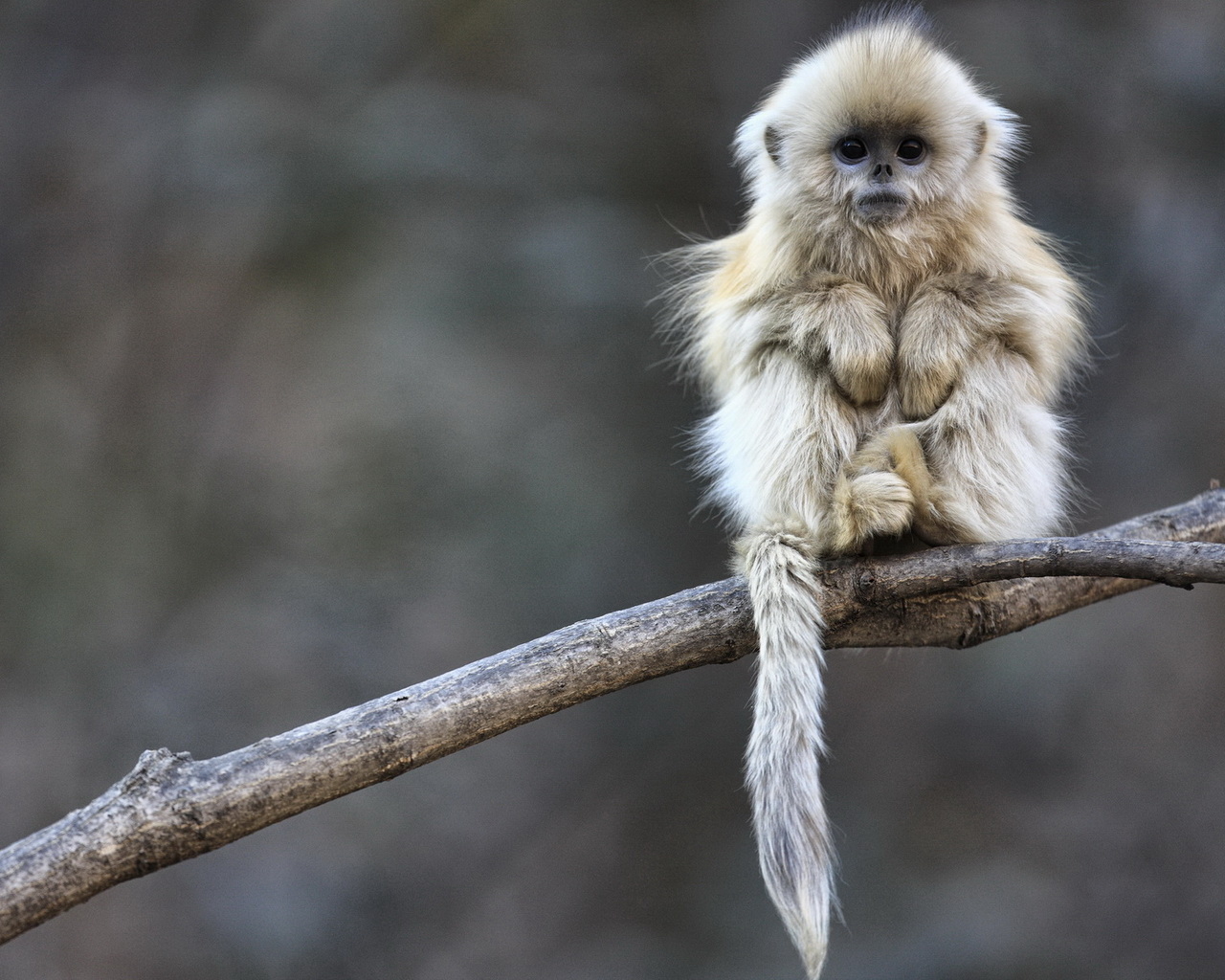 Маленькая обезьянка