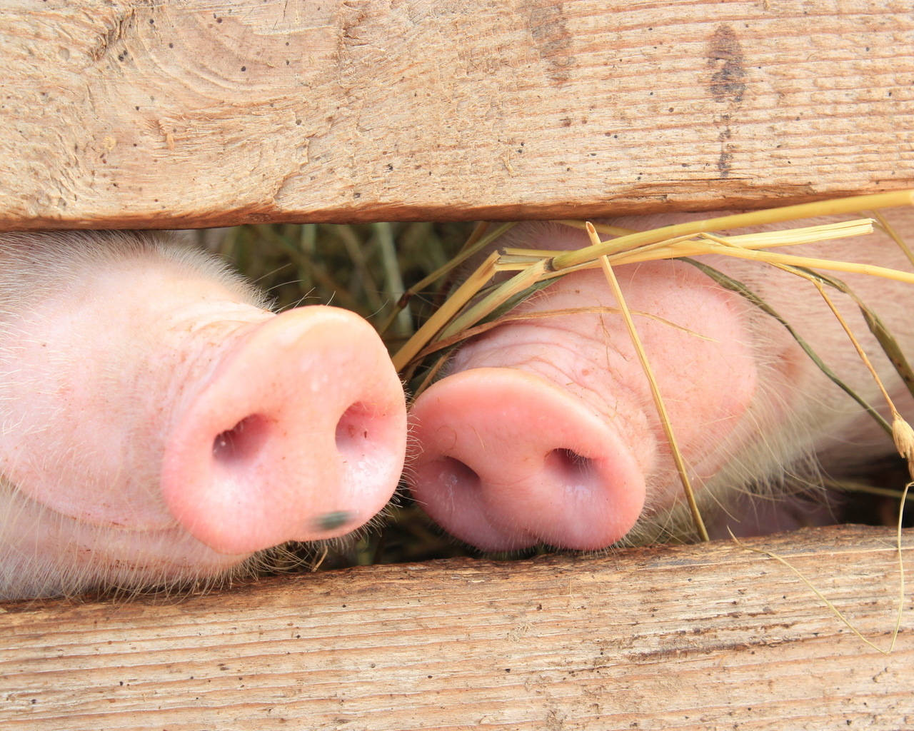 Поросячьи пяточки