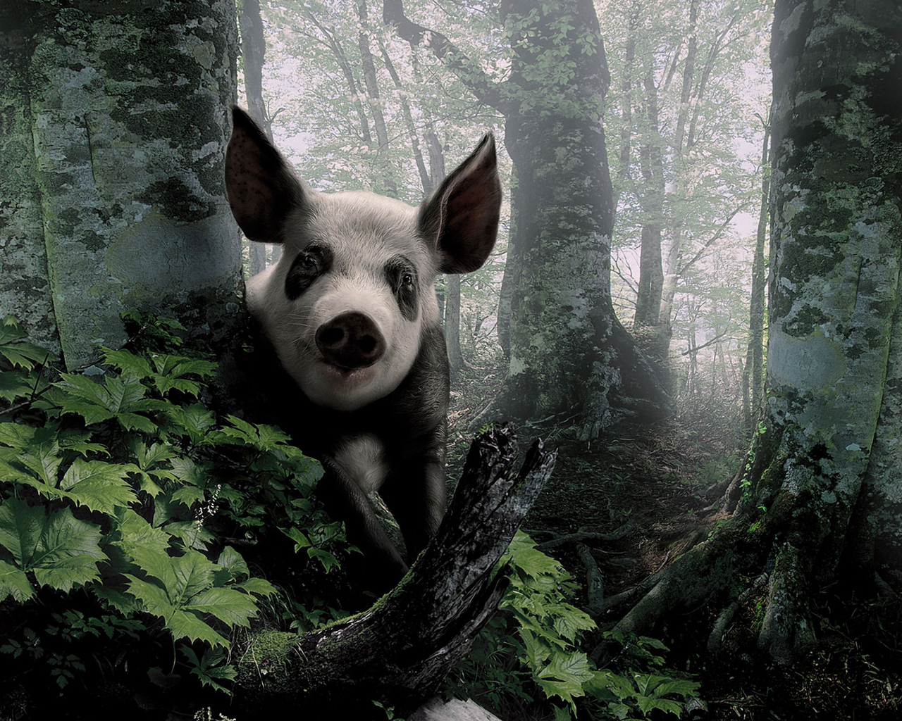 Свинья в лесу