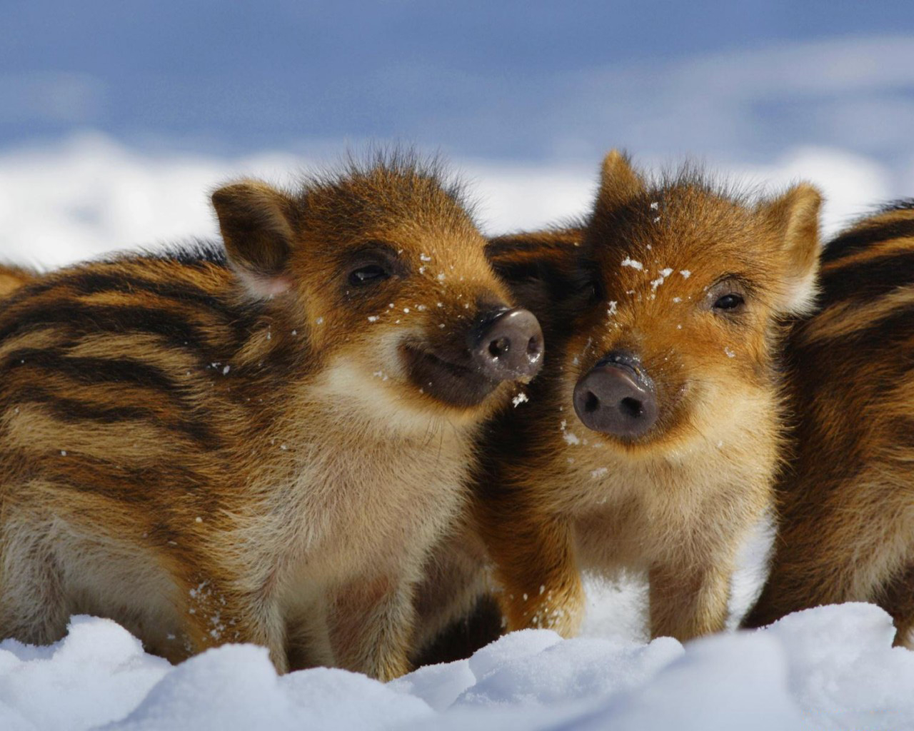 Дикие поросята