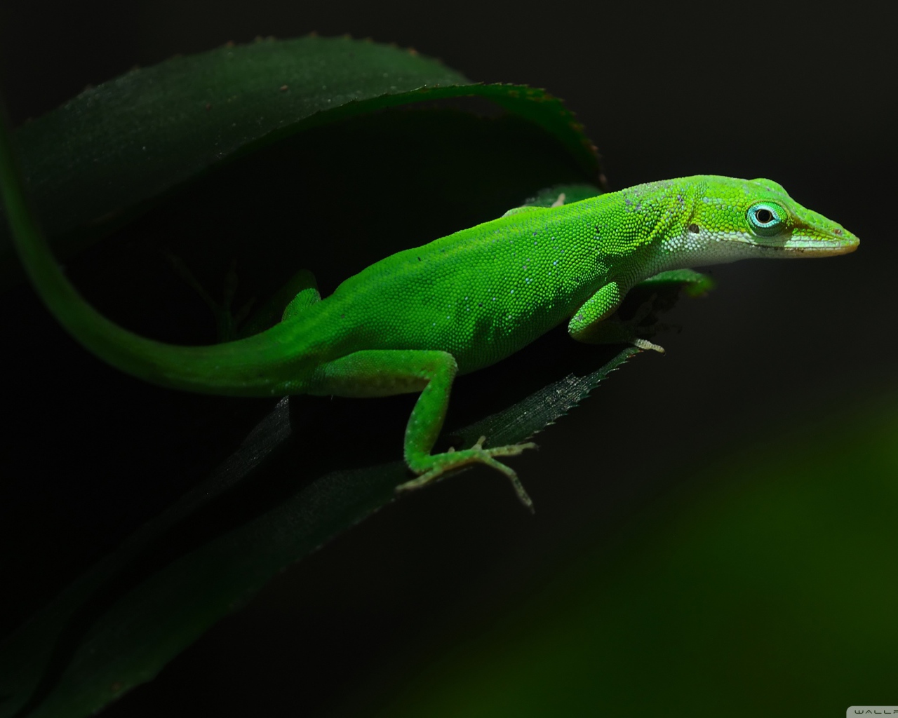 Зеленная ящерица