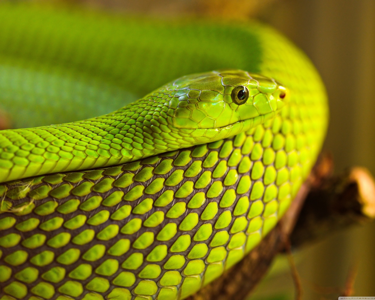 Зеленая змея на дереве 