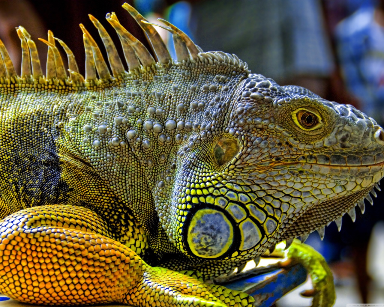Игуана из Малайзии