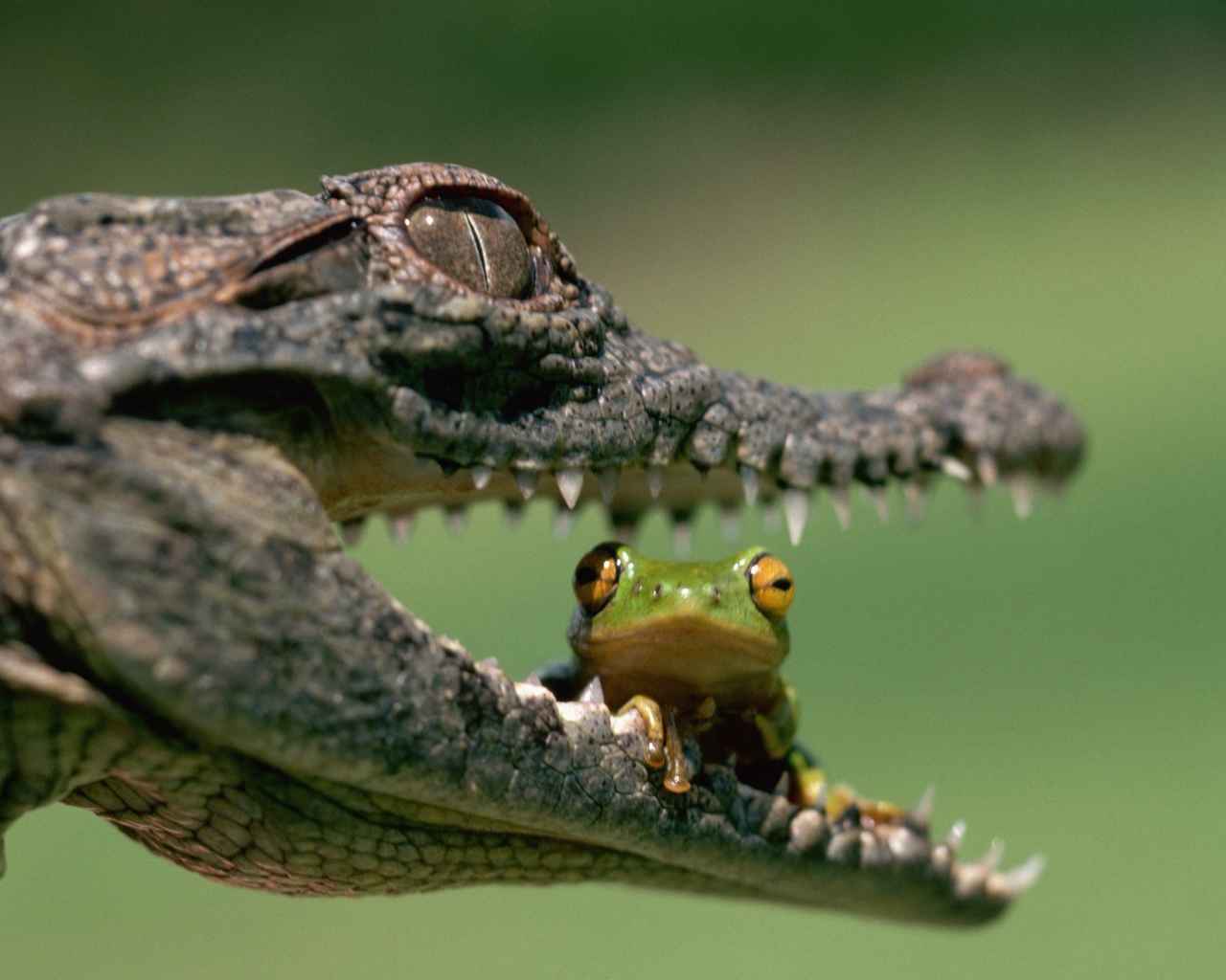 В пасти у крокодила